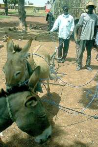 photo of families being shown the techniques of plowing with a donkey